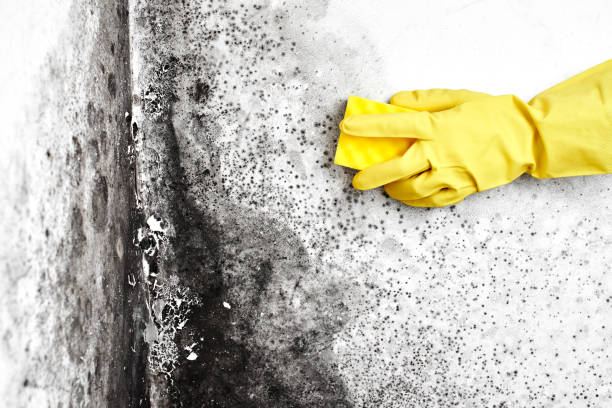 Best Commercial Mold Removal  in Freeland, PA