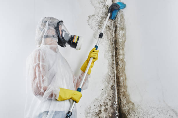 Mold Removal Process in Freeland, PA