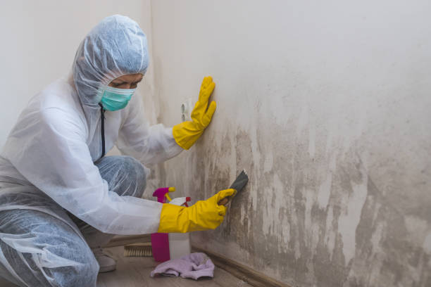 Mold Removal and Inspection in Freeland, PA