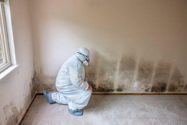 Best Mold Damage Repair  in Freeland, PA