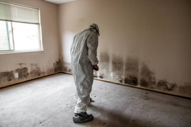 Best Mold Removal Process  in Freeland, PA