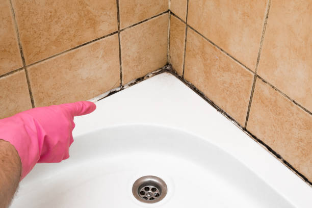 Best Certified Mold Removal  in Freeland, PA